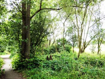 Photograph of a section of alder wood, plain sawn.