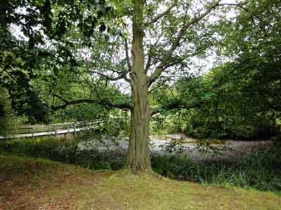 Photograph of hornbeam tree growing by a creek.