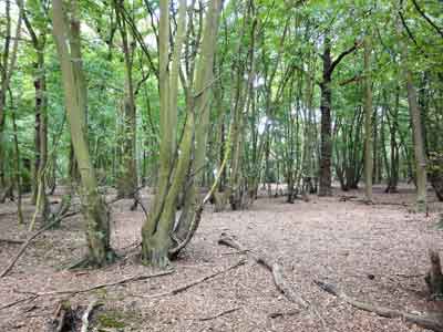 Photograph of a hornbeam tree.