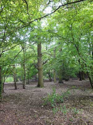 Photograph of a tall–growing oak tree growing in a wood