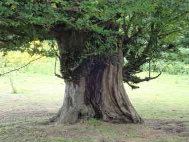 Photograph of the same hornbeam tree, other side.
