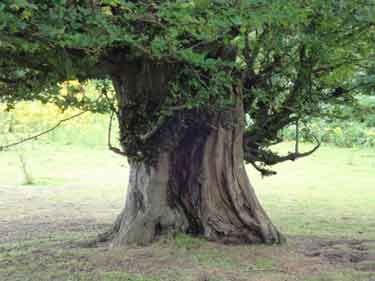 Photograph of the same hornbeam tree, other side.