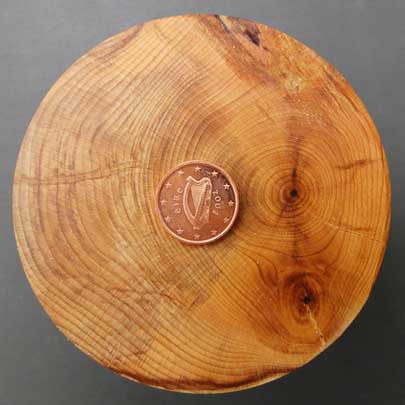 —photograph of yew showing the growth rings—